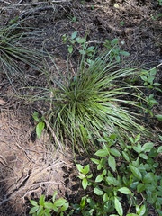 Xerophyllum tenax