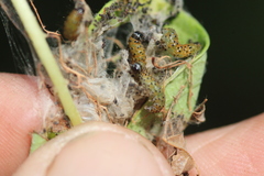 Saucrobotys futilalis