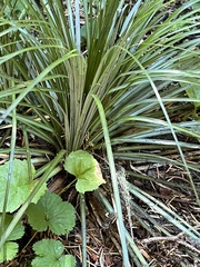 Xerophyllum tenax