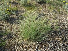 Bouteloua aristidoides