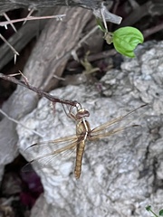 Libellula