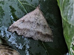 Tetanolita palligera