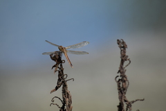 Libellula
