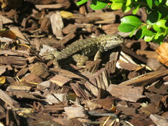 Sceloporus occidentalis bocourtii
