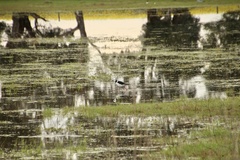 Himantopus leucocephalus
