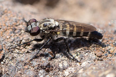 Brachyrhopalinae