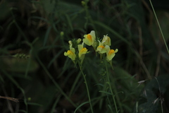 Linaria