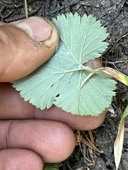 Rubus lasiococcus
