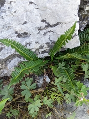 Polystichum lonchitis