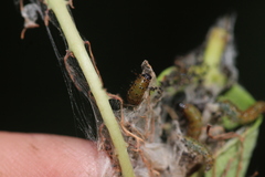 Saucrobotys futilalis