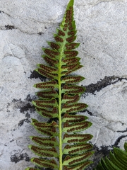 Polystichum lonchitis