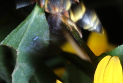 Euodynerus hidalgo