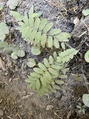 Polemonium californicum