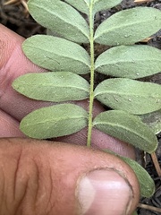 Polemonium californicum