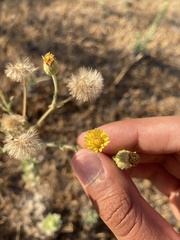 Asteraceae