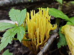 Clavariaceae