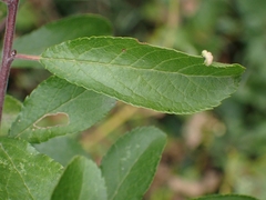 Eriophyes prunispinosae