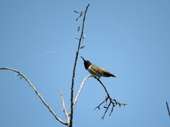 Archilochus