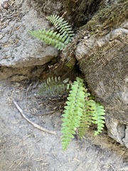 Polystichum