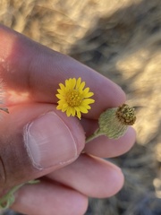 Asteraceae