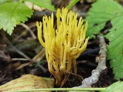 Clavariaceae