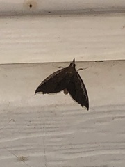 Perispasta caeculalis