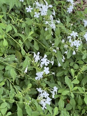 Plumbago auriculata