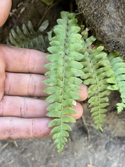 Polystichum