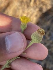 Asteraceae