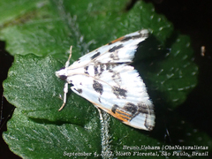 Neurophyseta