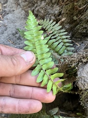 Polystichum