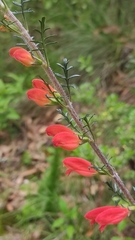 Lamourouxia multifida