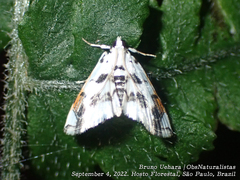 Neurophyseta