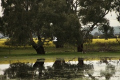 Chroicocephalus novaehollandiae