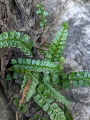 Asplenium viride