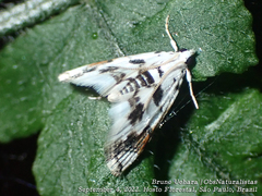 Neurophyseta
