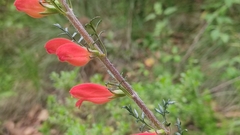 Lamourouxia multifida