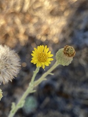 Asteraceae