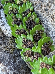 Asplenium viride