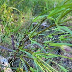 Gentianopsis virgata