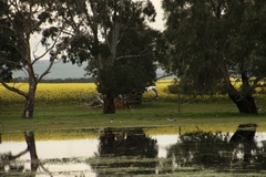 Chroicocephalus novaehollandiae