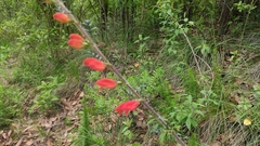 Lamourouxia multifida