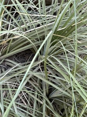 Xerophyllum tenax