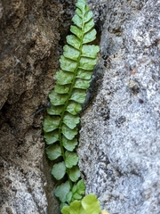 Asplenium viride