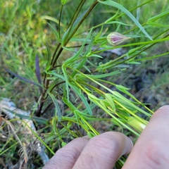 Gentianopsis virgata