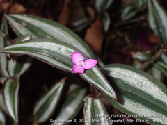 Tradescantia zebrina