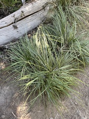 Xerophyllum tenax