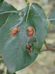 Euura bridgmanii