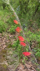 Lamourouxia multifida