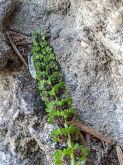 Asplenium viride